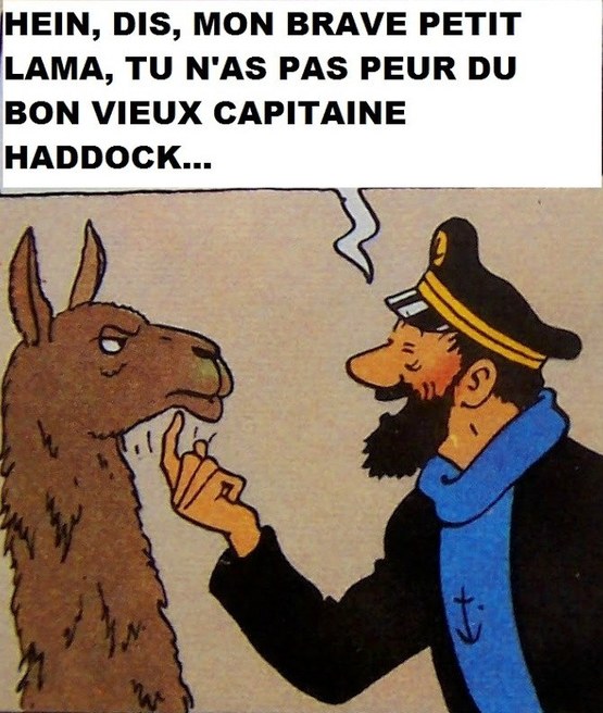haddocklamajpg