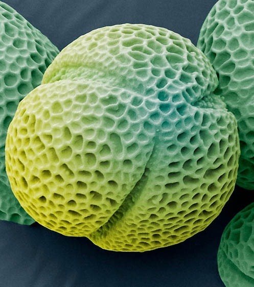 pollen microscopiquejpg