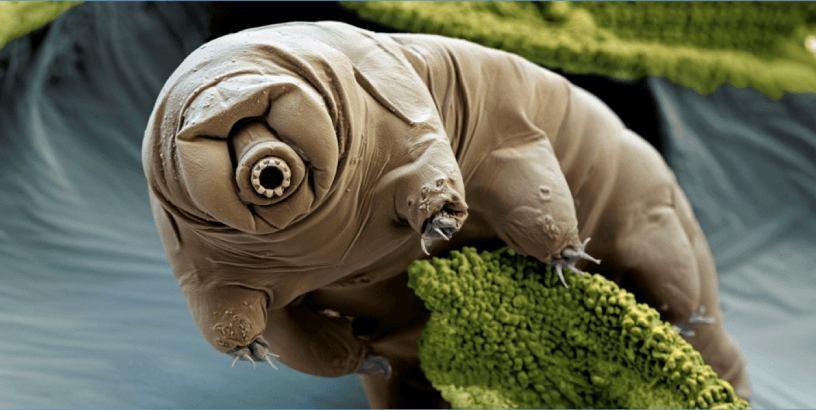 tardigradepng